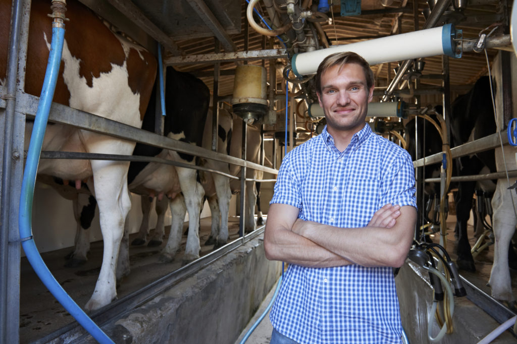 Portrait Of Farmer With Cattle In Milking Shed