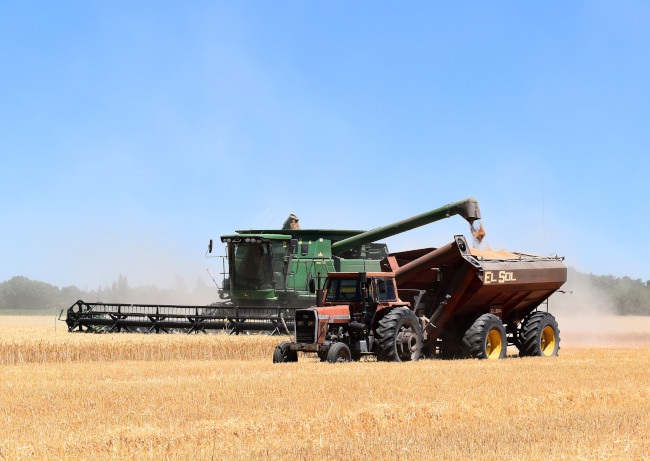 A grain harvester at work in a field.